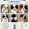 Shih Tzu puppy