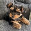 Adorable playful female Yorkie puppie- purebred
