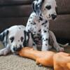 Dalmatian Puppy's Born May 17(Ready to go to their forever home)