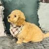 F1b Mini Saint Berdoodles