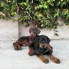 European Doberman Puppies Looking for their Forever Home