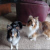 Sheltie puppies Male and female