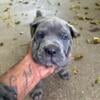 Cane corso puppies no papers for 700 bucks