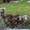 Lab puppies ready to go