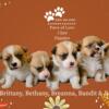 AKC Pembroke Welsh Corgi Puppies