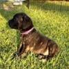 Adorable Cane Corso Puppies