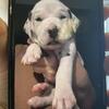 Dalmatian puppy’s