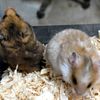 Syrian hamsters, long and short hair