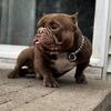 American Exotic Bully for Stud