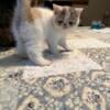 Exotic, shorthaired female available very sweet playful ready for her new home