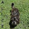 Alice Spayed Female Snorkie Puppy