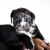REAL NORTH AMERICAN MASTIFF