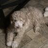 6mth old Standard Poodle