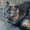 Fluffy German Shepherd Puppies, RTG 11/1