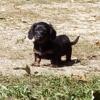 Long haired miniature Dachshunds