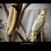 HAND RAISED Yellow Crested Baby  Cockatiel - MALE ! CONFIRMED BLOOD TEST FOR A MALE