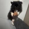 2 puppies Pomeranian