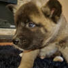 American Akitas, New Litter, Ready Now, Full Blooded, Affordable  $400 Males