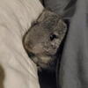 Chinchilla Kits