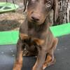 Westcoast Doberman puppies ready April 30 