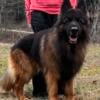 AKC German Shepherd for Stud service