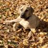 Black Mouth Cur Puppies For Sale