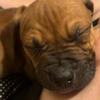 Pitbull puppy looking for furrever home