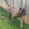 Presa Canario female available 