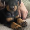 Beautiful European Doberman puppies