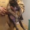 Blue brindle blue fawn puppies for sale