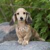 Miniature Dachshunds... New Litters are here!
