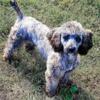 AKC Brindle Miniature Poodle Male Prove Stud for TRADE