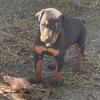 Doberman pincher 