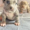 American Bully Puppies