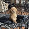 Medium Golden doodle puppies