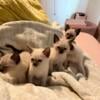 7 Siamese kittens looking for new homes