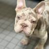 MERLE FRENCHIE NEEDING REHOMED