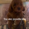 Toy red male poodle looking for his furever home!