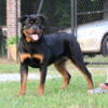 Rottweiler female 8 months old available free