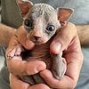 HAIRLESS SPHYNX KITTENS