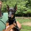 Doberman Puppies 12 weeks CKC registered