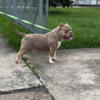 American bully stud open for early lock in