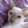 LK! PURE BRED BLUE & LILAC POINT SIAMESE KITTENS FOR SALE