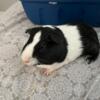 Male guinea pig (FREE