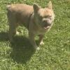 fluffy frenchie for stud akc 