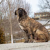 Best Guardian dogs, purebred Fila Brasileiro 3 males and 1 female