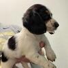 Long hair female miniature dachshund piebald puppy