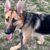 10 month Male German Shepherd Dog