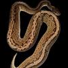 Ball Pythons