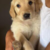 Golden Retriever stud